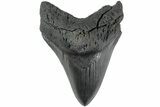 Serrated, Fossil Megalodon Tooth - South Carolina #236063-1